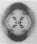 Radiografa de rayos X de la molcula de ADN tomada por Rosalind Franklin.