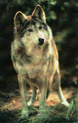 Loba.