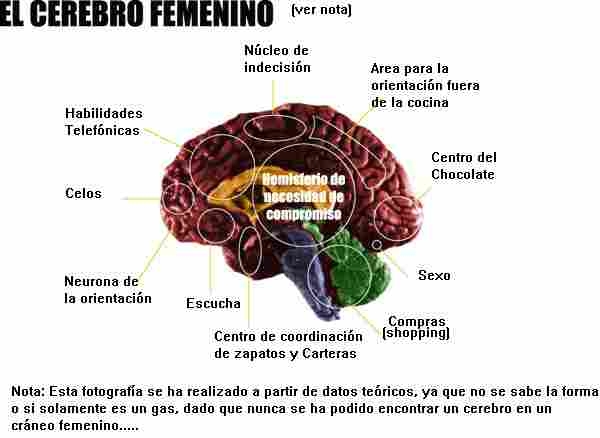 cerebro_femenino.jpg (104891 bytes)