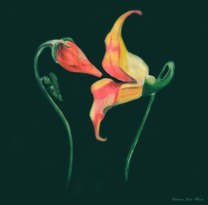 flowers2
