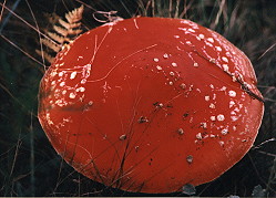 Amanita muscaria