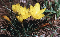 Crocus