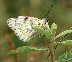 Mariposa