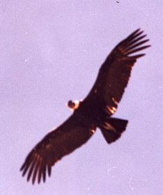 Condor