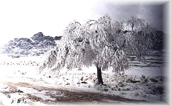 lgnieve01.jpg (29441 bytes)