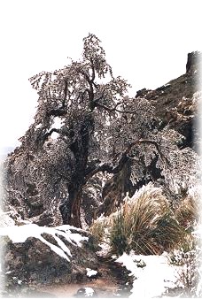 lgnieve03.jpg (35605 bytes)