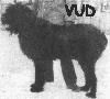 Black Russian Terriers' parade