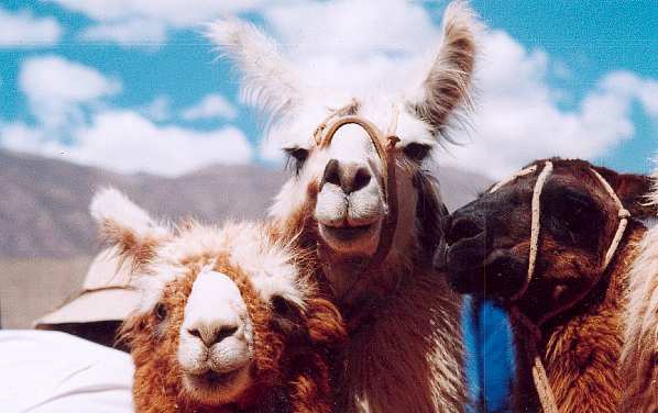 Llamas