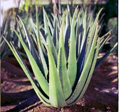Aloe Barbadensis Miller