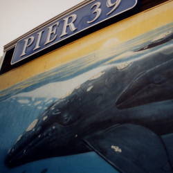 �s�A�[39