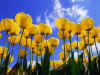 Tulips.jpg (73159 bytes)