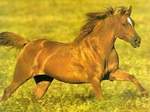 caballo