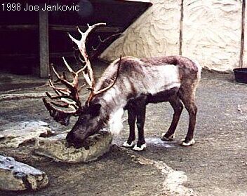 Not a Red-Nosed One