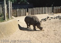 Rhino in Distance