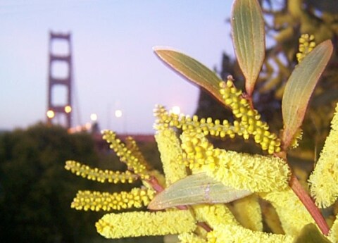 Flowers and GGB