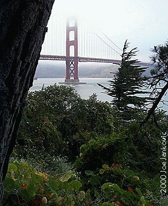 Hilltop View of Bridge in Fog