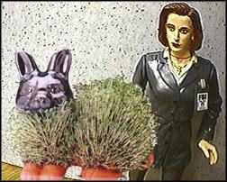 Chia-Bunny