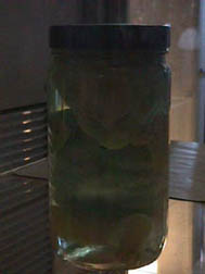 Alien Baby in a Jar
