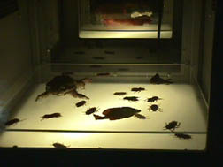 Roaches and Frogs and Fish, Oh My!