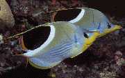The Fish: Verbal and Keyser
