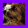 Kiss Blue too