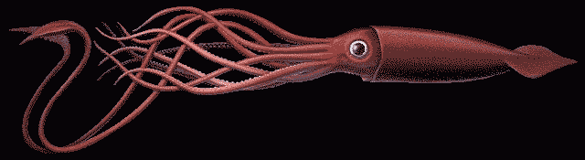 squid.gif (25287 bytes)