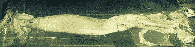 squid_architeuthis_spec.gif (66235 bytes)