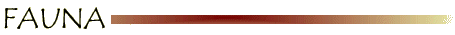 line_fauna.gif (3132 bytes)