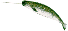 Narwhal