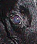 Their Eyes Maybe Watching You Right Now