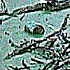 What Strange Monsters Live In The Dark Swampy Waters Of Lake Weatherford?