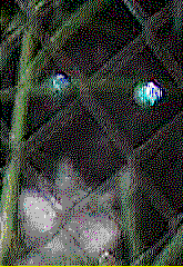 Is This A Picture Of A Devil-Water-Cow?