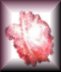 rose1bkbt2