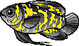 Go to Fishenet