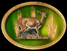 Imaera Symbol