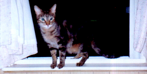 Window cat