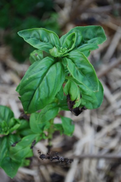 sweetbasil.jpg