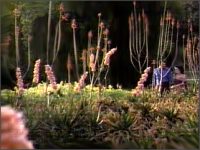 A garden on Betazed