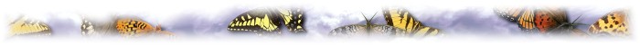 Butterflies in the Clouds