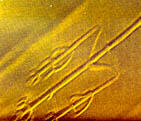 Figuras de Nazca
