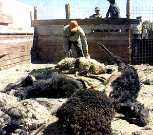 Los animales mutilados se multiplican noche a noche.