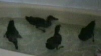 Les canetons dans la baignoire