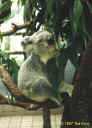 koala.jpg (66488 bytes)