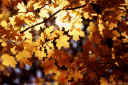 leaves1a.jpg (86245 bytes)