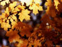 leaves1b.jpg (83767 bytes)