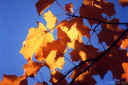 leaves2.jpg (72941 bytes)