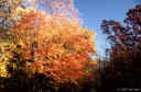 leaves4.jpg (123093 bytes)