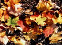 leaves5.jpg (118215 bytes)