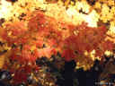 leaves7a.jpg (91461 bytes)