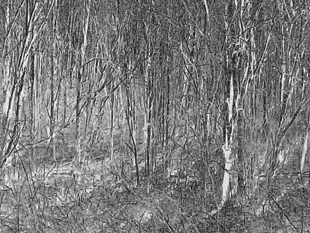 willow1.jpg